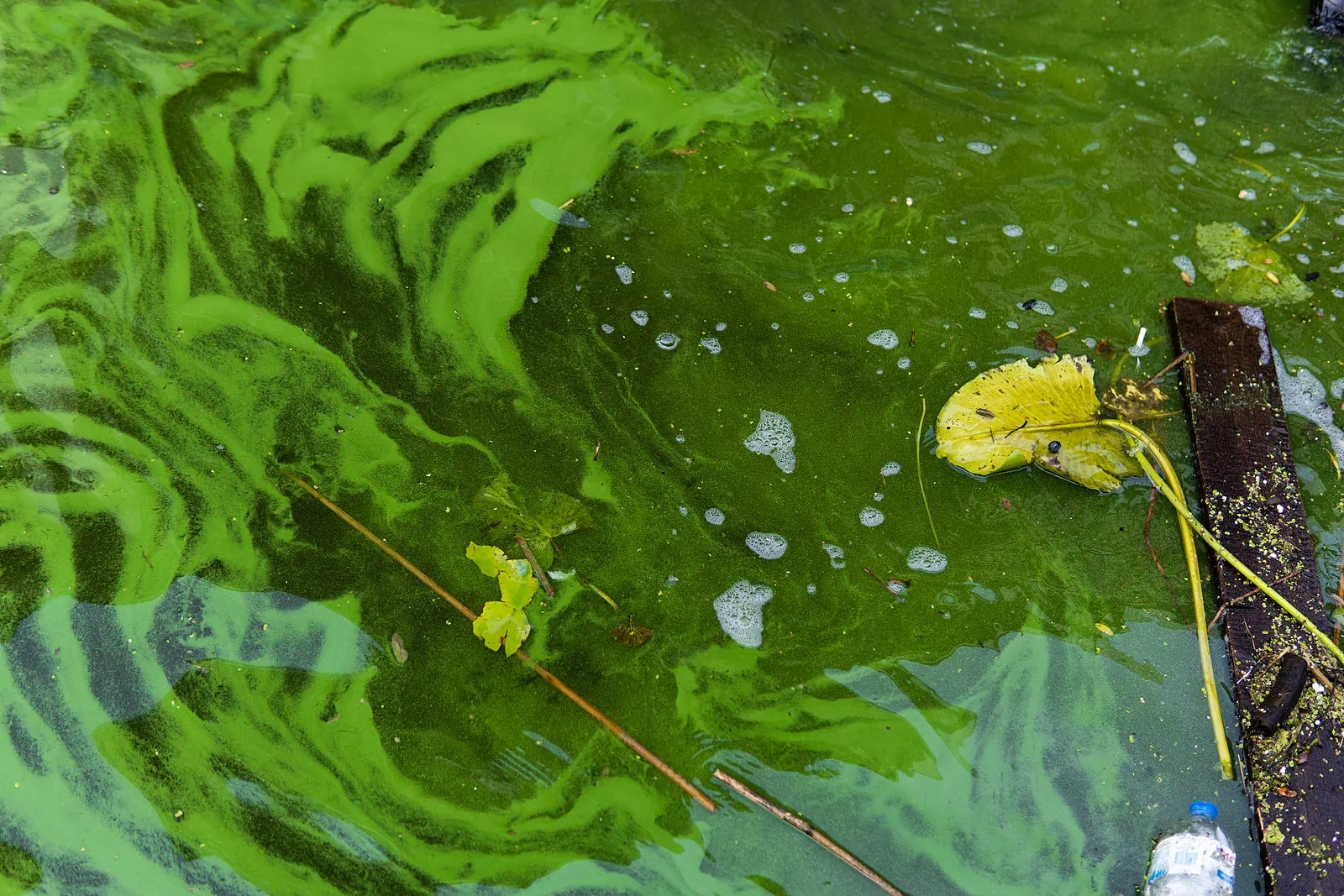 algae bloom in wyoming