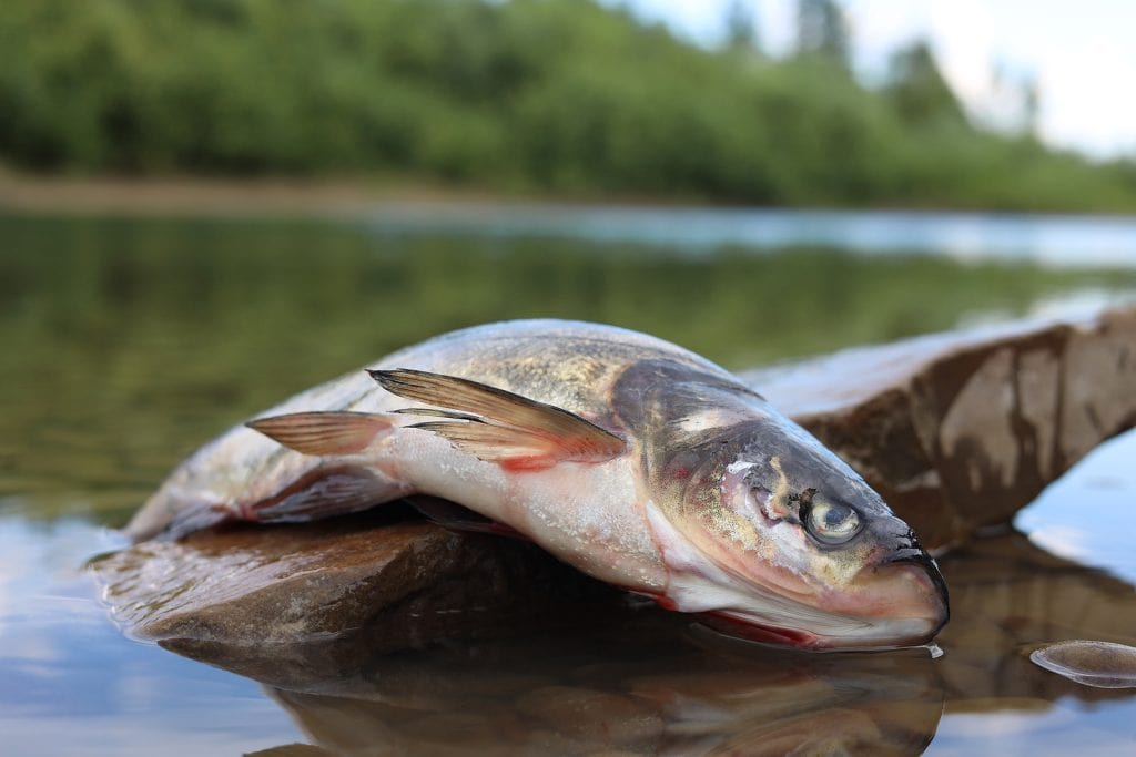 dead fish in contaminated lake