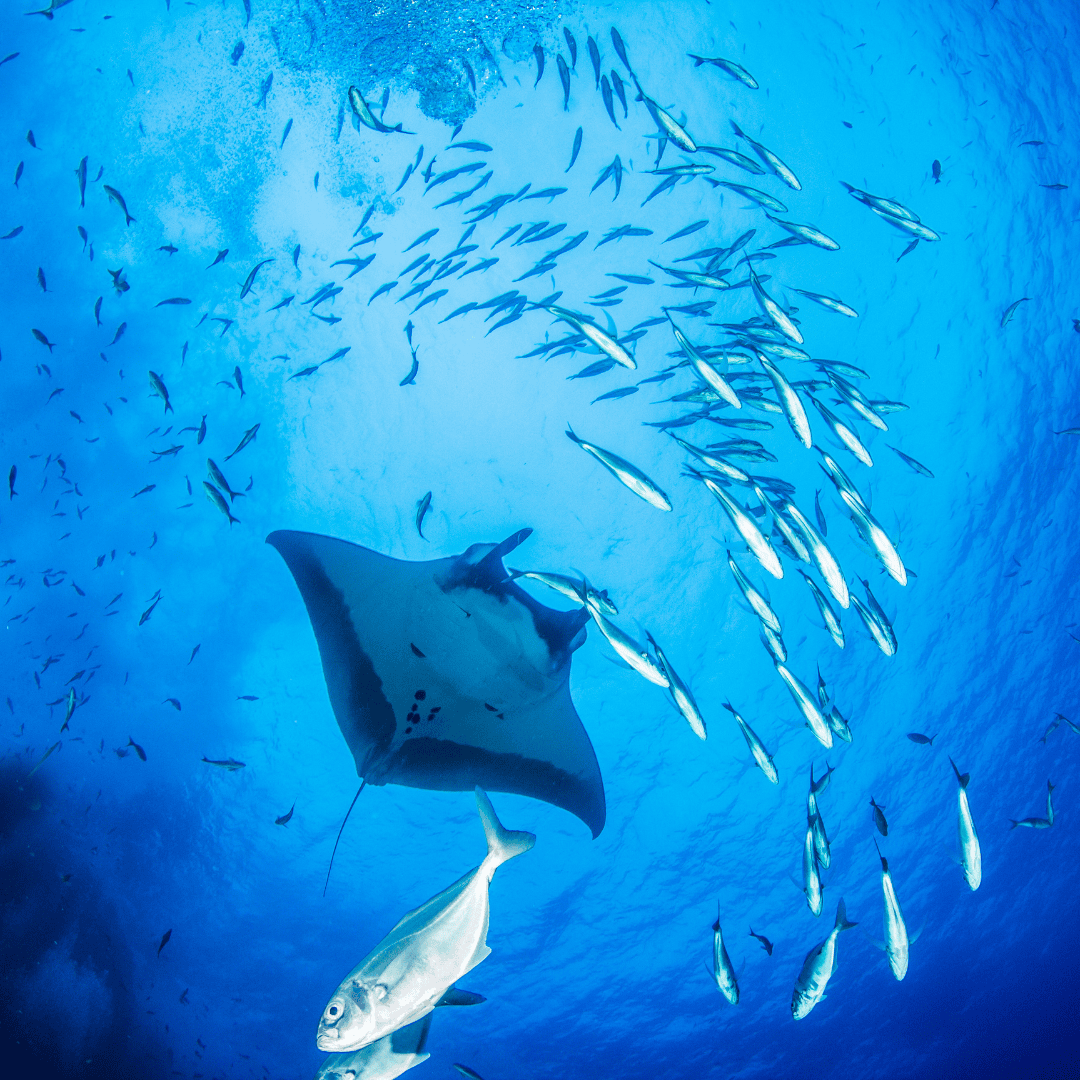 manta ray swimming in ocean